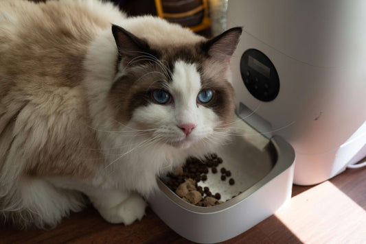 Can Dogs Eat Cat Food? Risks, Benefits, and Safer Alternatives