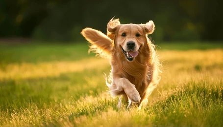 5 Essential Tips for Keeping Your Pets Happy and Healthy Year-Round