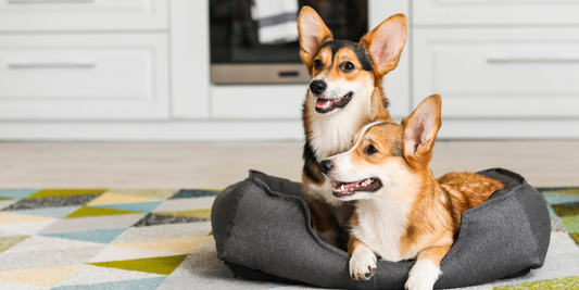 Popular Dog Toys for Different Dog Sizes