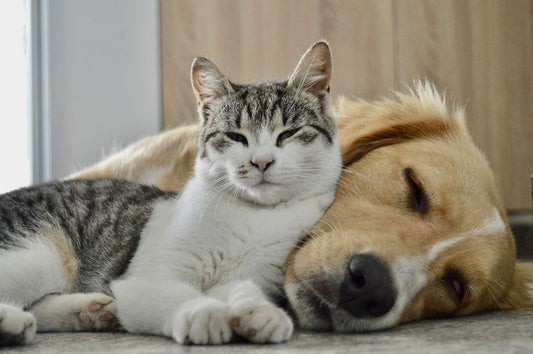 Best Dog Beds in Australia for Every Breed