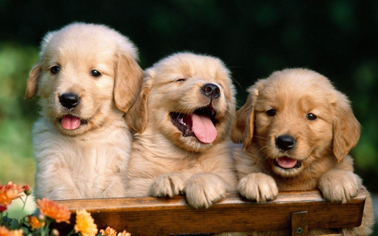 The Ultimate Guide to Choosing the Best Products for Your Pet