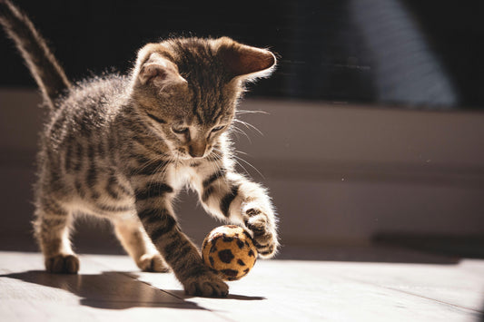 How to Choose the Right Cat Toy to Keep Your Cat Engaged