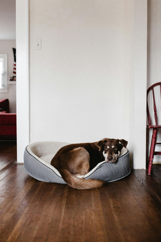 Ultimate Guide: How to Clean and Care for Your Dog's Bed to Keep it Fresh and Hygienic
