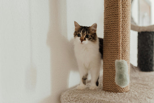 Why a Cat Climber Scratcher is Essential for Your Cat's Health and Happiness