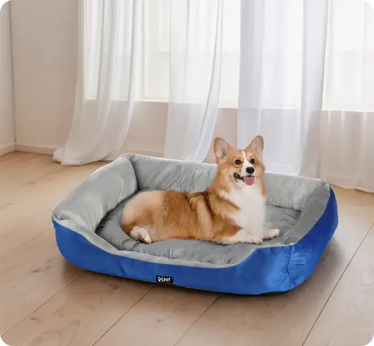 Dog-Friendly Hotels in Australia: A Pawsome Guide for Pet Lovers