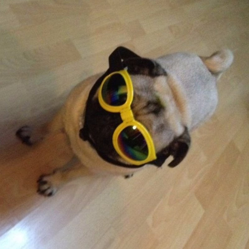 Foldable, Waterproof Goggles - UV Protection Glasses For Pets - M