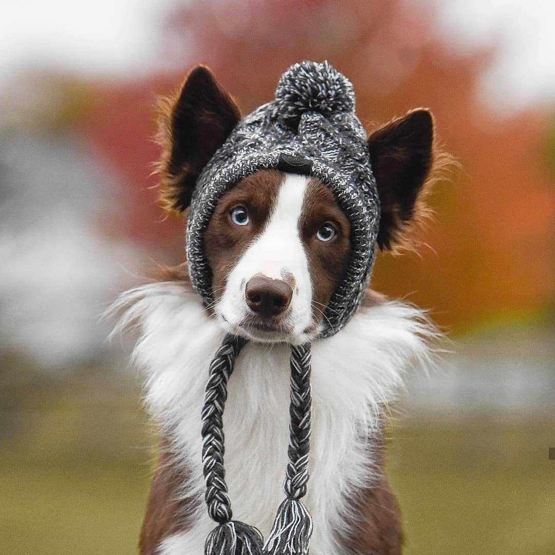 Winter Fashion Dog Hat, Windproof, Knitted Polar, Pom Pet Hat