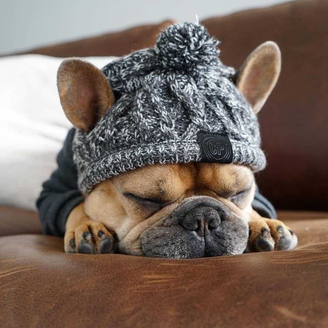 Winter Fashion Dog Hat, Windproof, Knitted Polar, Pom Pet Hat