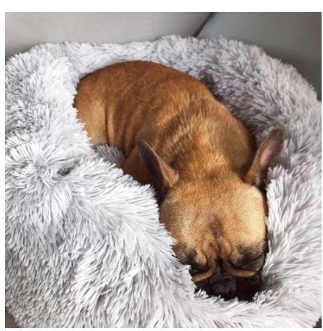 Pet Bed For Cats & Small Dogs, Round Plush Pet Nest