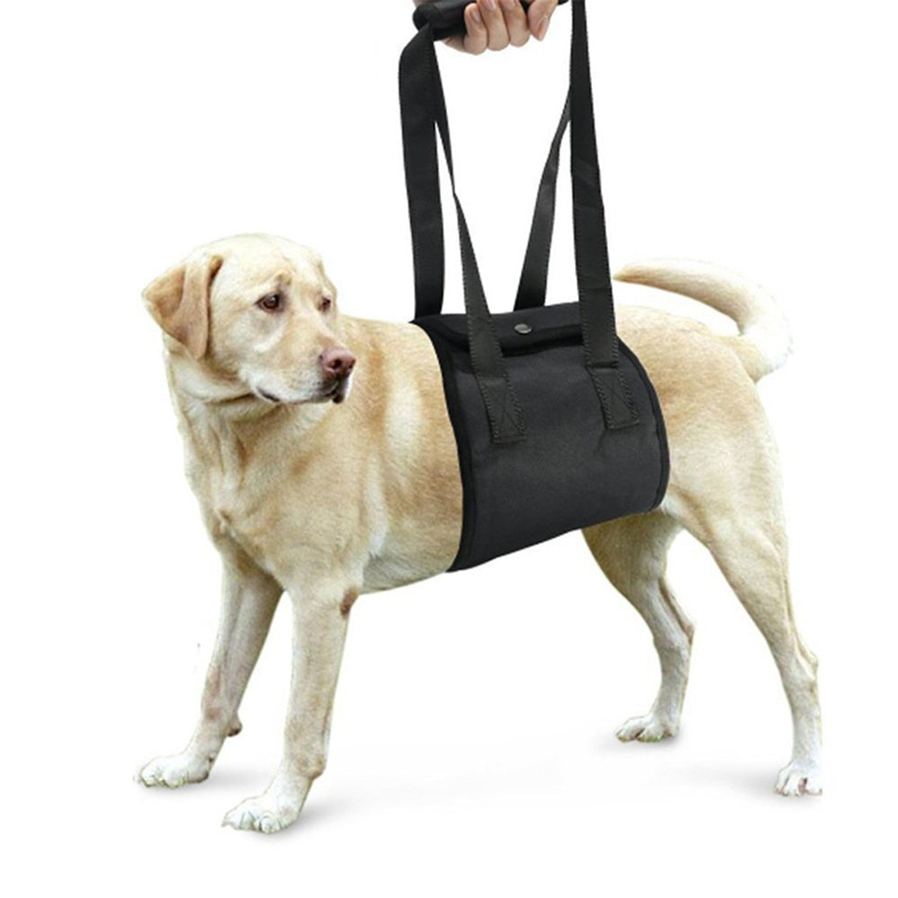 Dog Walking Auxiliary Belt - Neoprene, All sizes and colours