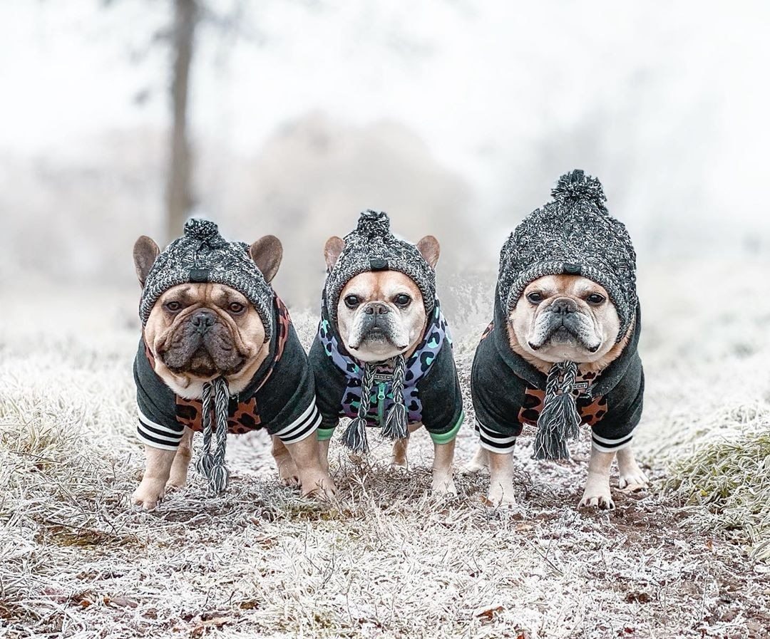 Winter Fashion Dog Hat, Windproof, Knitted Polar, Pom Pet Hat
