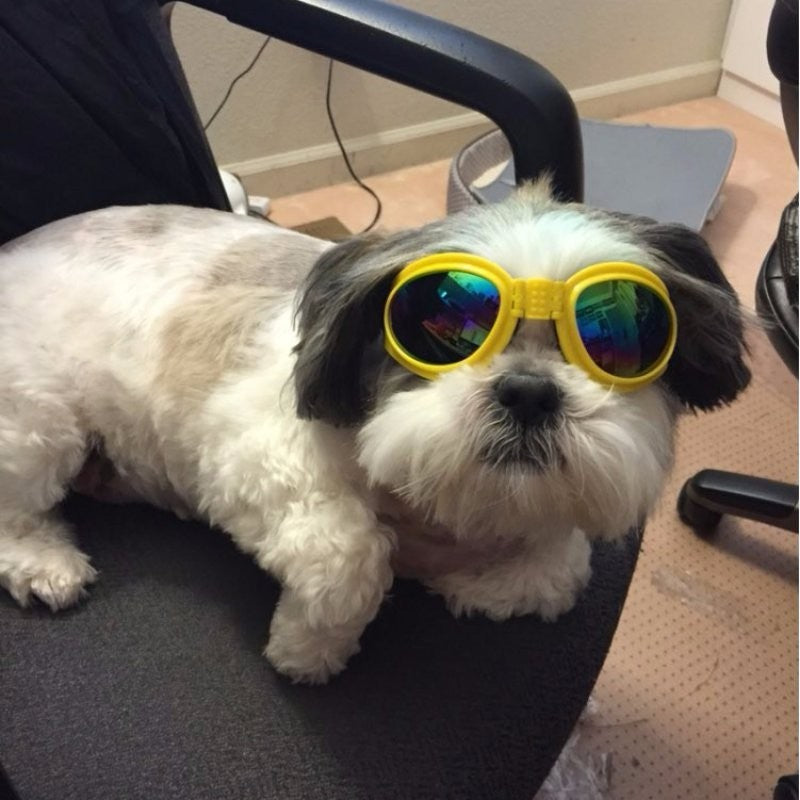 Foldable, Waterproof Goggles - UV Protection Glasses For Pets - M