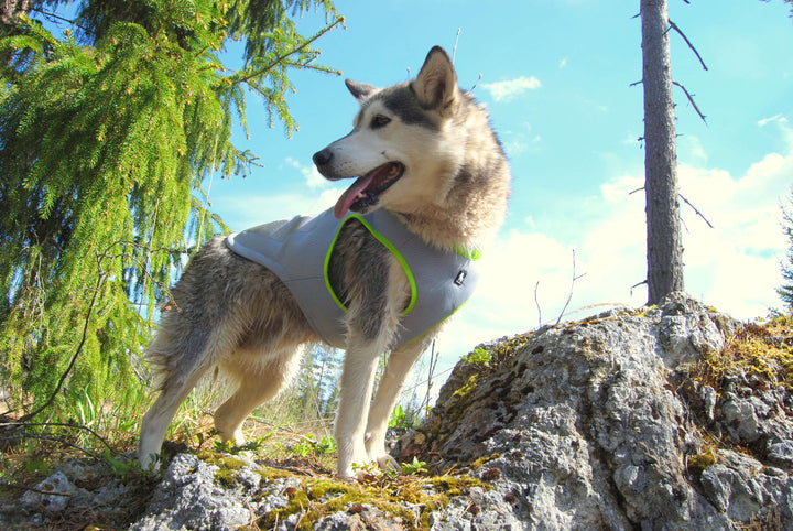 Cooling Dog Vest Neon Yellow 2XL