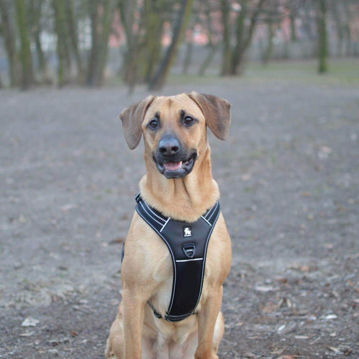 No-pull reflective harness