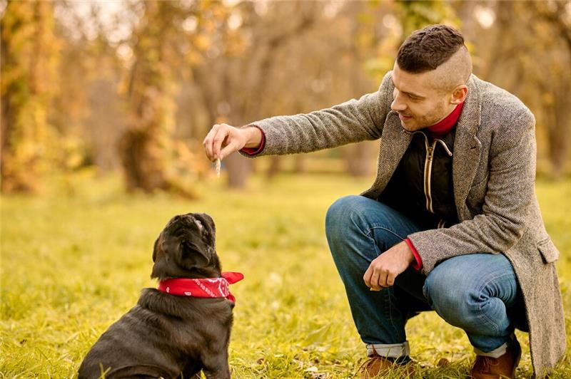 Training Tips: How to Teach Your Dog Basic Commands