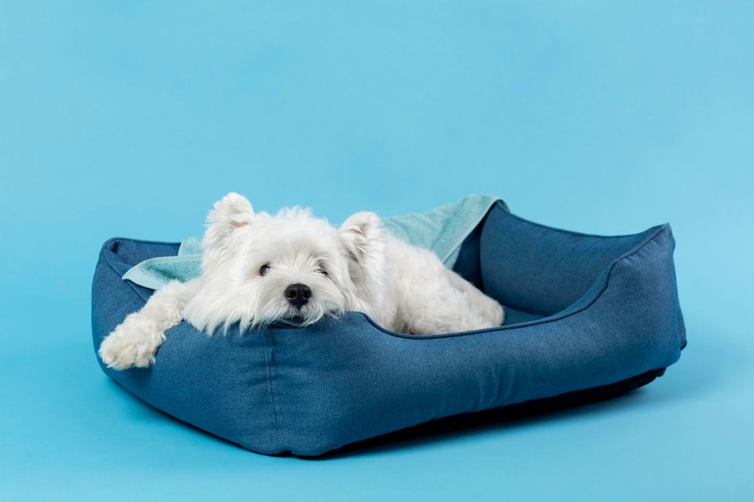 Top 10 Dog Beds in Australia: Comfort Meets Durability