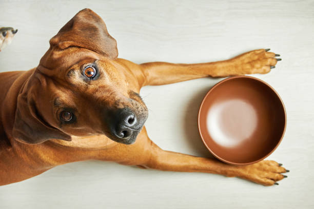 The Complete Guide to Dog Home Essentials: What Every Australian Dog Owner Needs in 2025