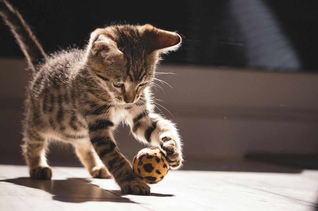 How to Choose the Right Cat Toy to Keep Your Cat Engaged