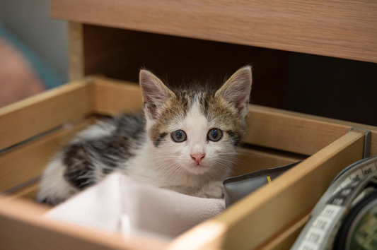 Litter Training for Kittens: Choosing Litter Box and Positive Reinforcement