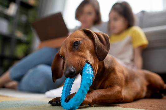 Choosing Dog Toys: A Complete Guide to Safe and Suitable Options