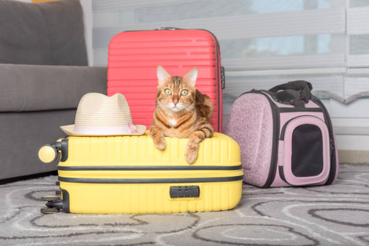 Travelling with Cats: Stress-Free Journeys