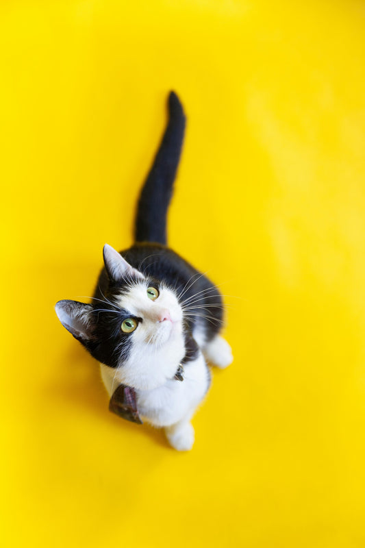 Crucial holiday safety tips for dogs and cats