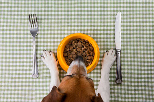 Understanding Your Dog's Nutritional Needs: A Complete Guide