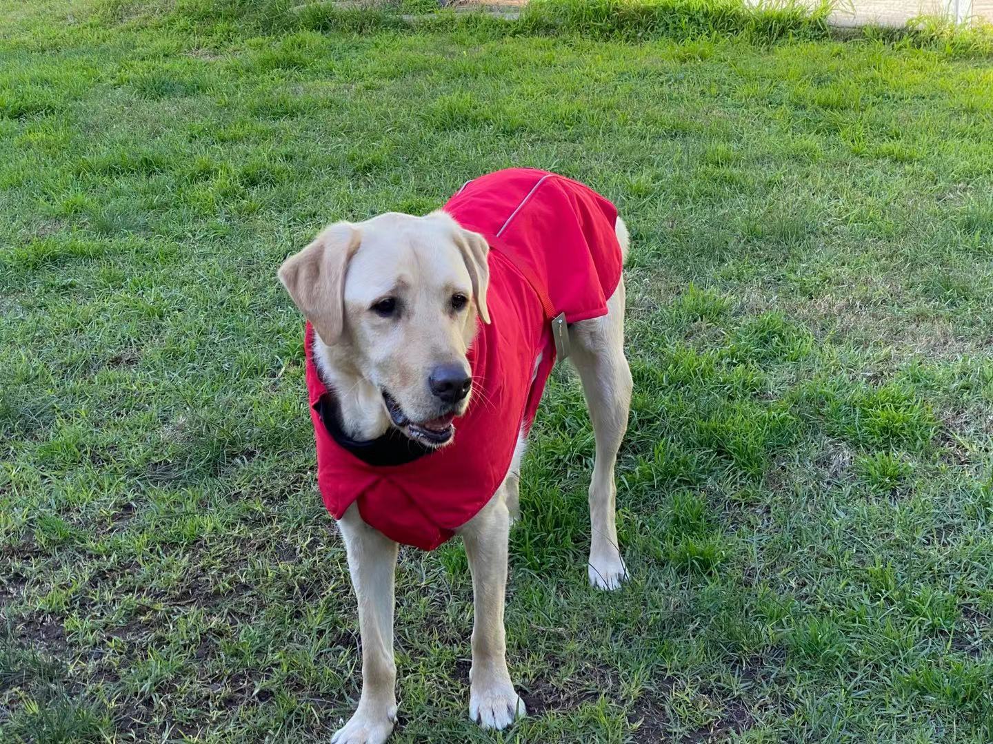 Pet Dog Raincoat Poncho Jacket, Waterproof, with Harness Hole-XXL-Red