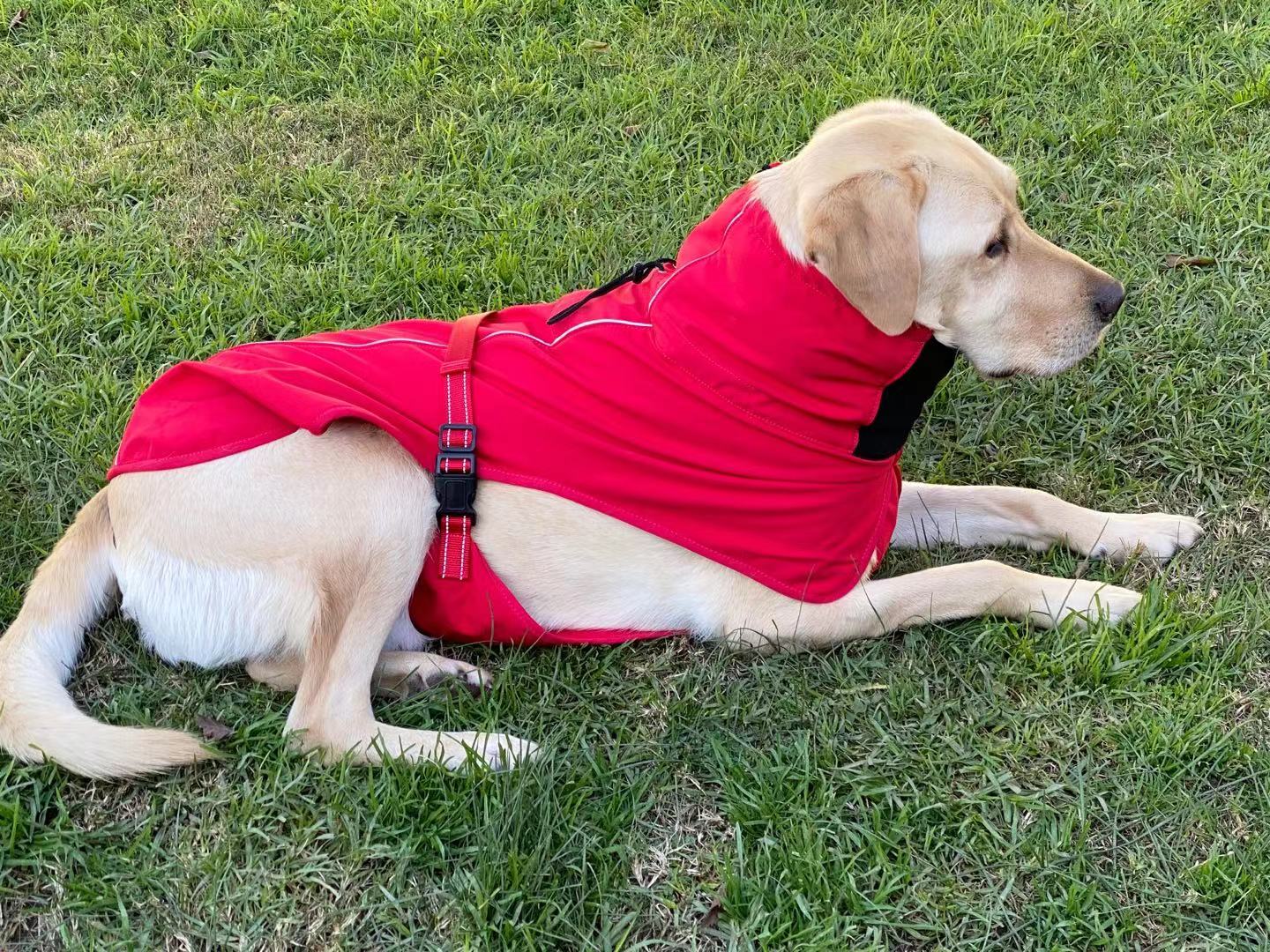 Pet Dog Raincoat Poncho Jacket, Waterproof, with Harness Hole-XXL-Red